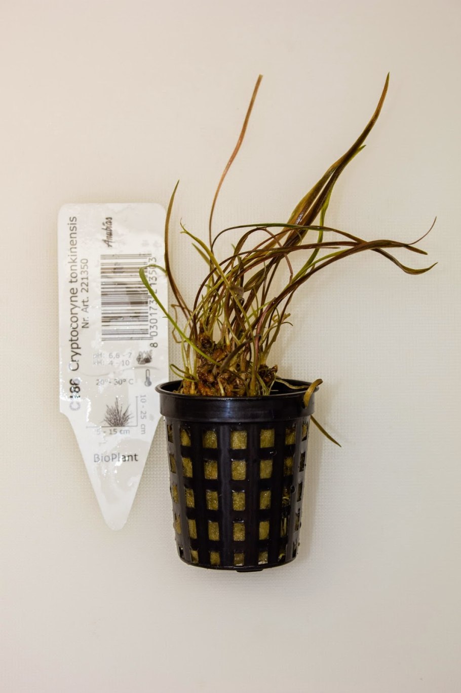 Криптокорина криспатула