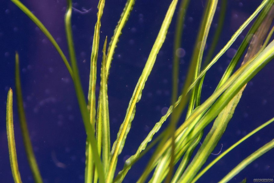 Cryptocoryne crispatula var. Balansae