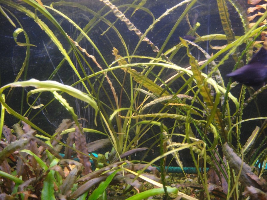 Cryptocoryne crispatula var. Tonkinensis/ Криптокорина тонкиненсис
