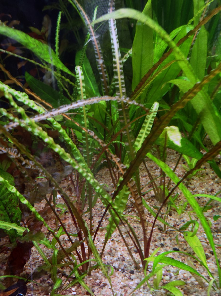 Cryptocoryne minima "Kepong" -800р