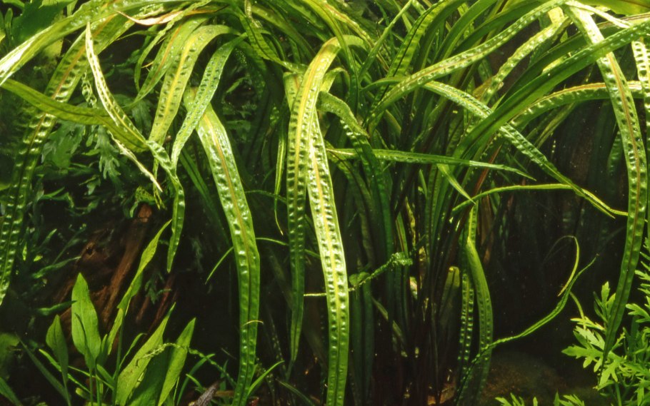 Cryptocoryne crispatula var.
