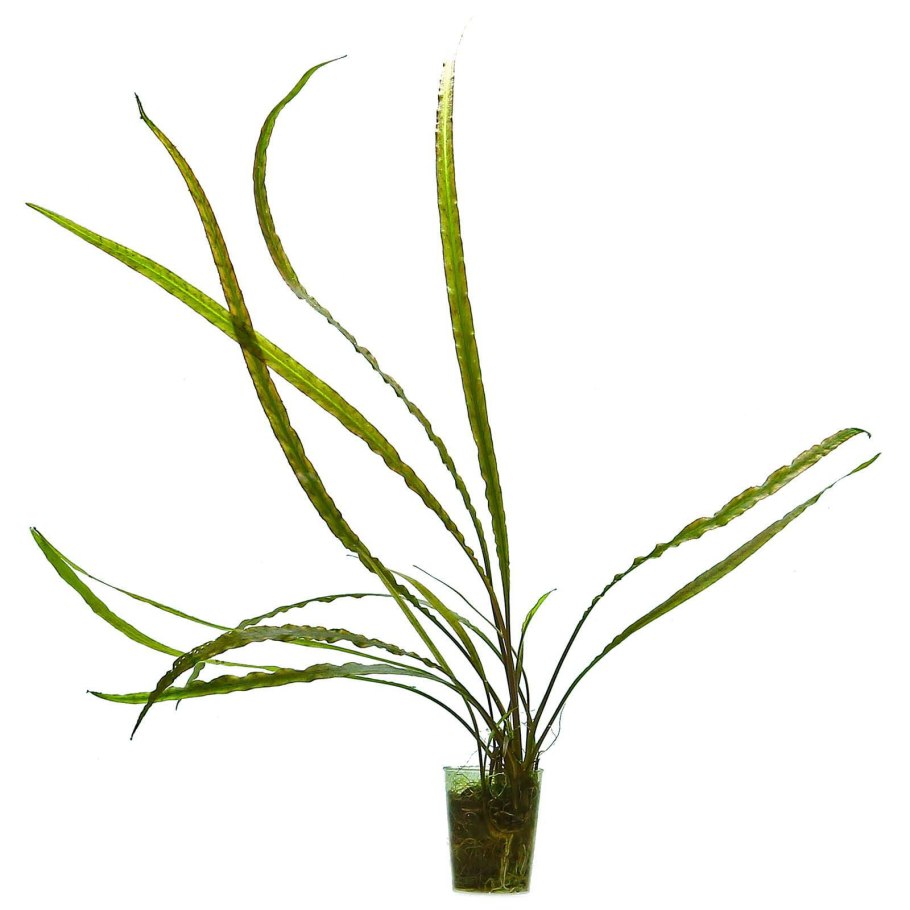 Криптокорина криспатула Номинальная