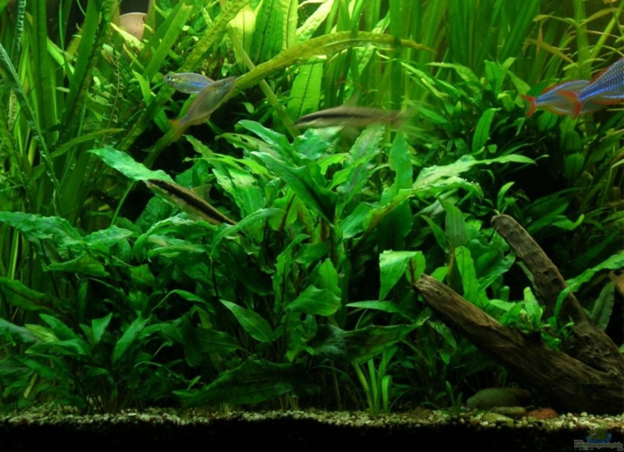 Криптокорина loaepetea