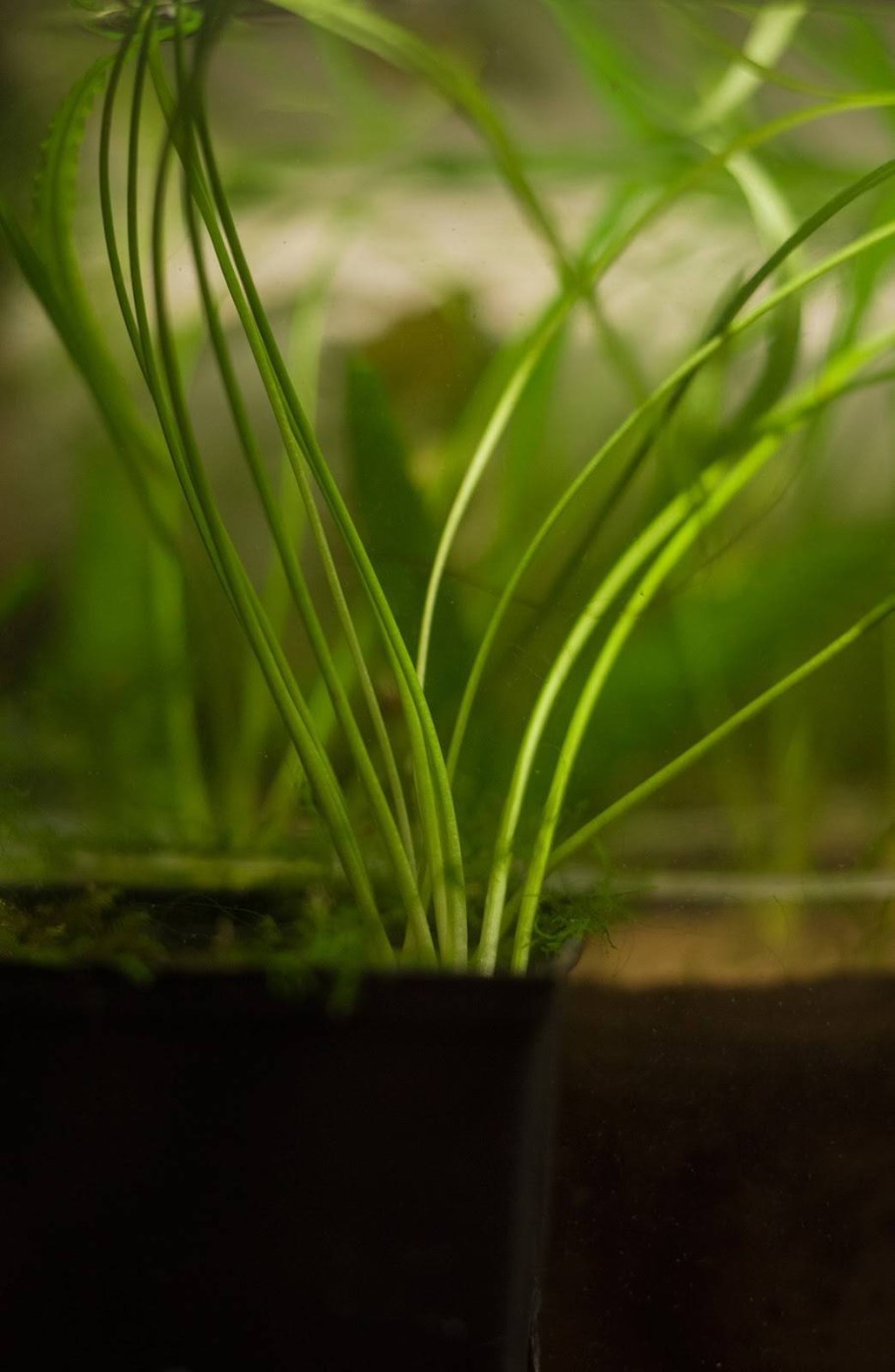 Роголистник Криптокорина