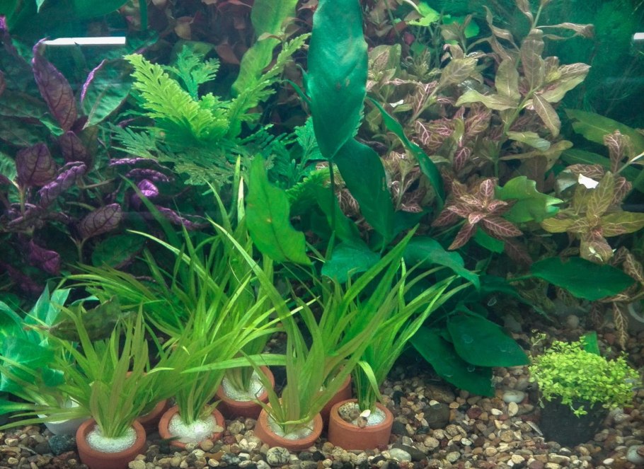 Аквариумное растение