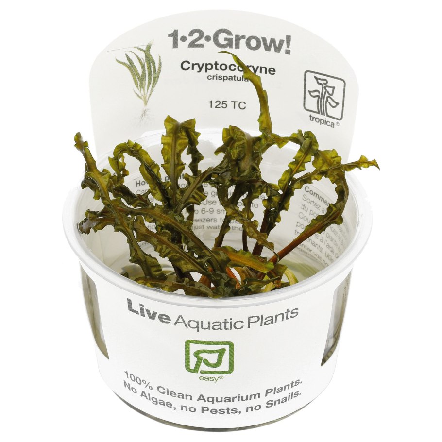 Cryptocoryne crispatula