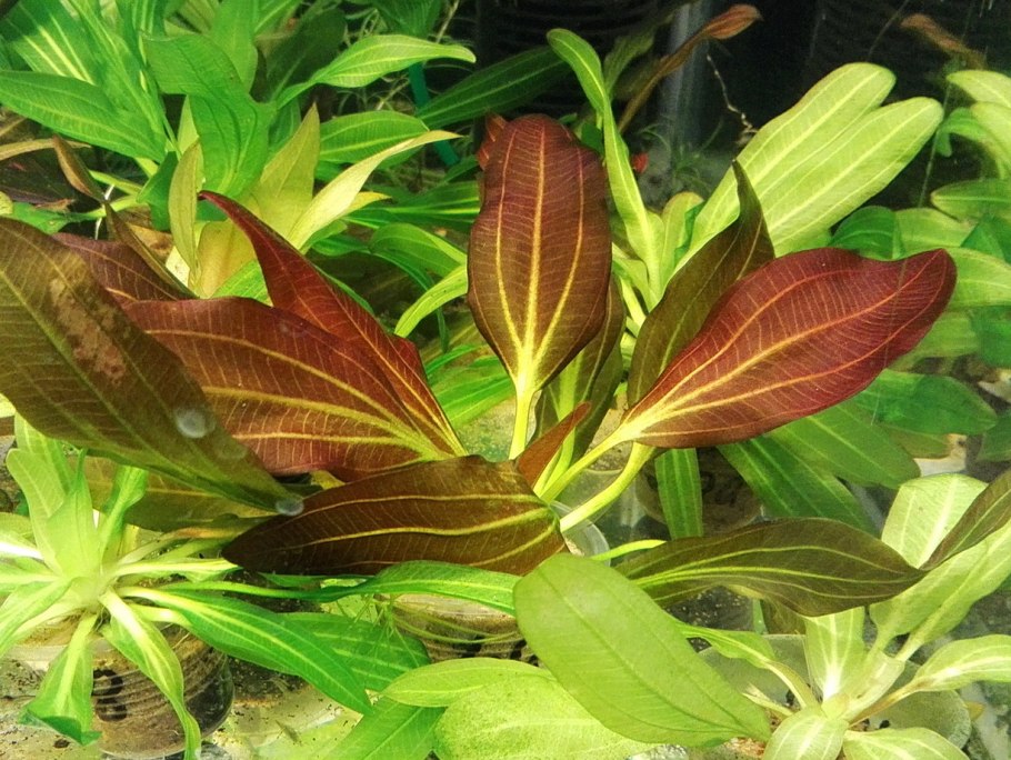 Криптокорина Албида зеленая