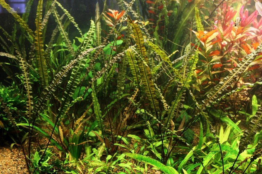 Криптокорина криспатула