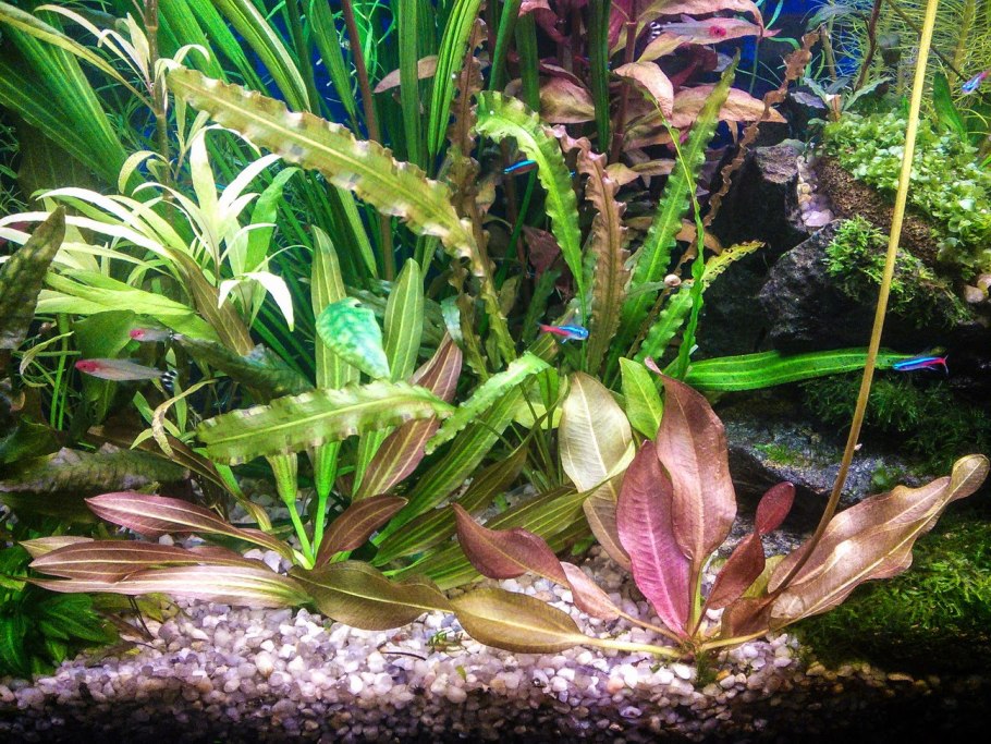 Криптокорина Tonkinensis Red