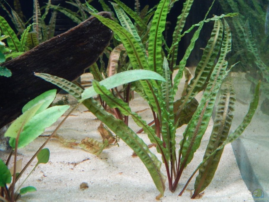 Криптокорина криспатула тонкиненсис