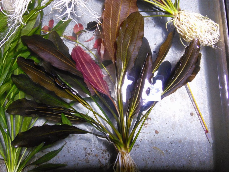 Cryptocoryne wendtii "Tropica"