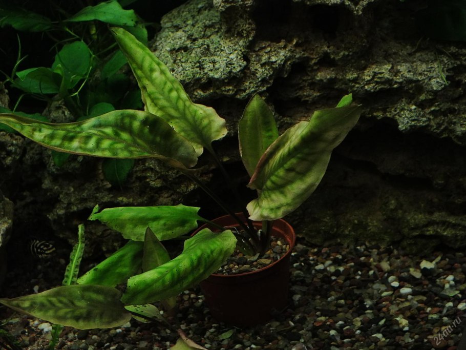 Криптокорина понтедериеволистная (Cryptocoryne pontederiifolia)