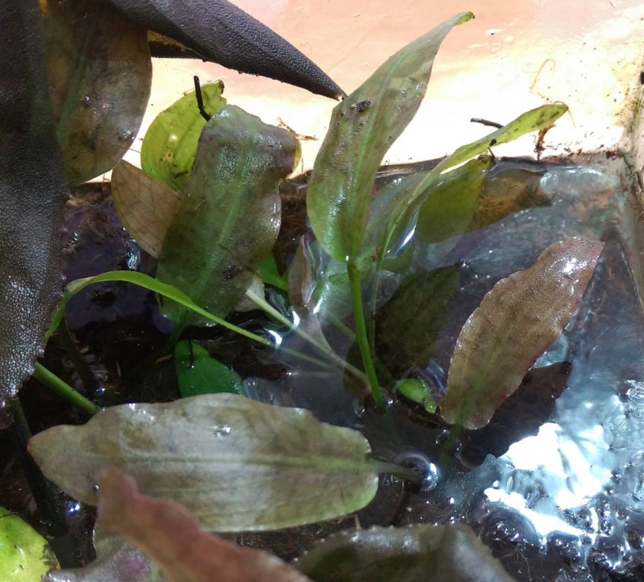 Криптокорина purpurea