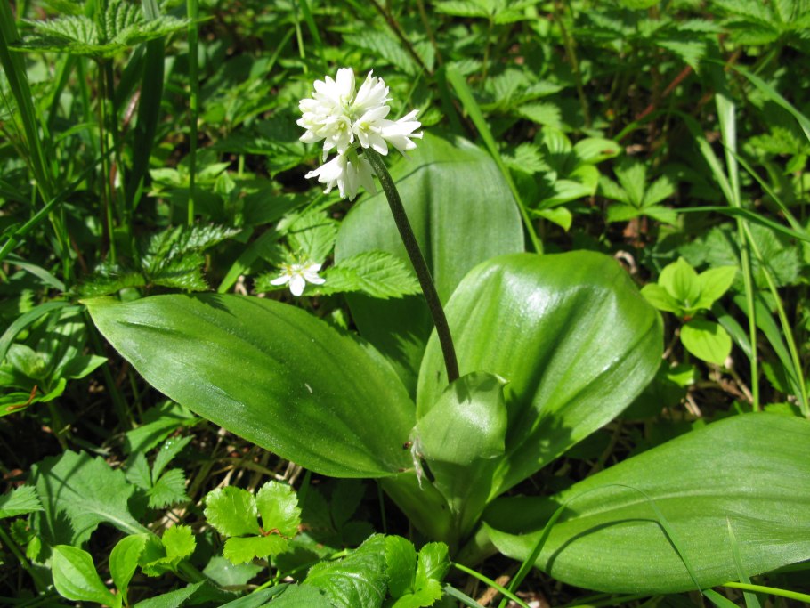 Клинтония Удская Clintonia Udensis