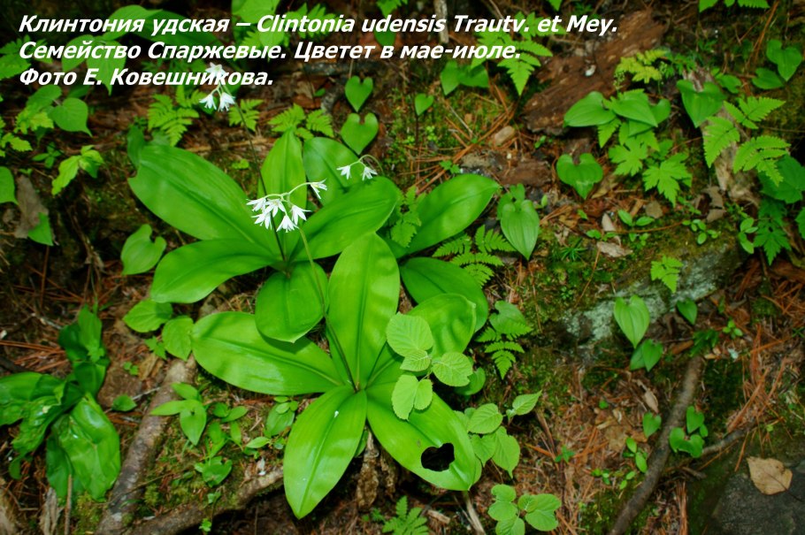 Клинтония Удская Сахалин