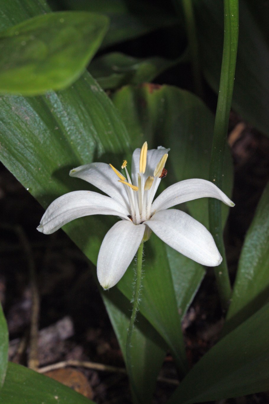 Clintonia Borealis