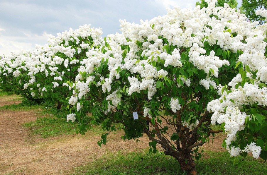 Полиантовый Жасмин черенок