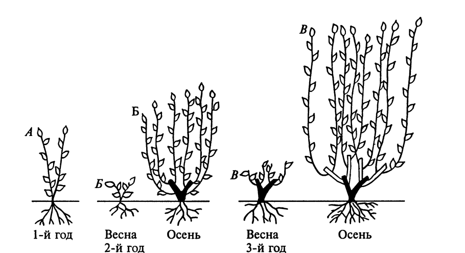 Жасмин чубушник