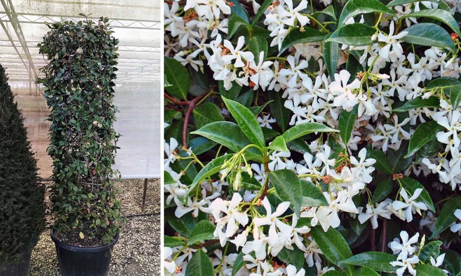 Жасмин чубушник изгородь