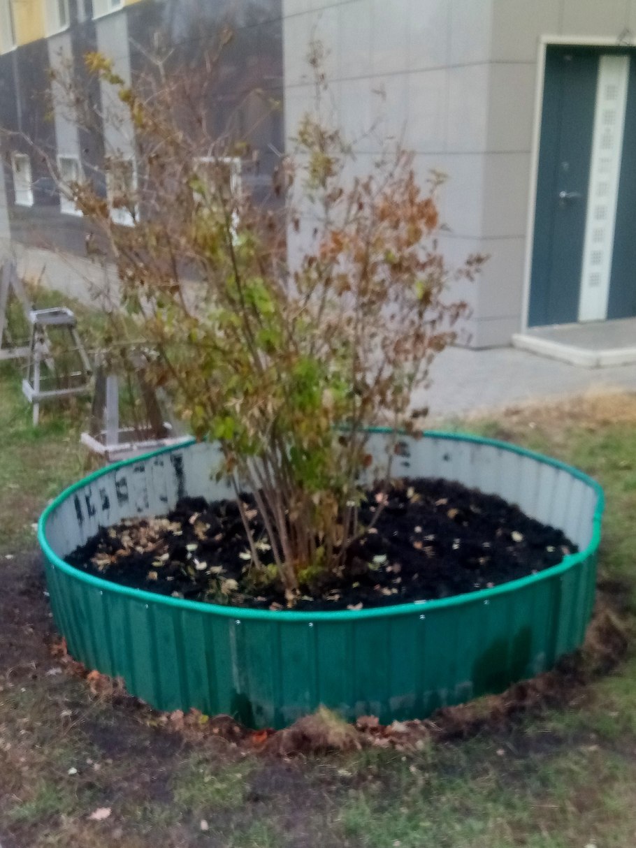 Жасмин чубушник в ландшафте