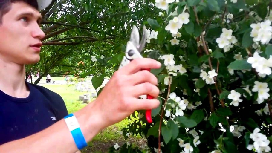 Жасмин самбак черенок