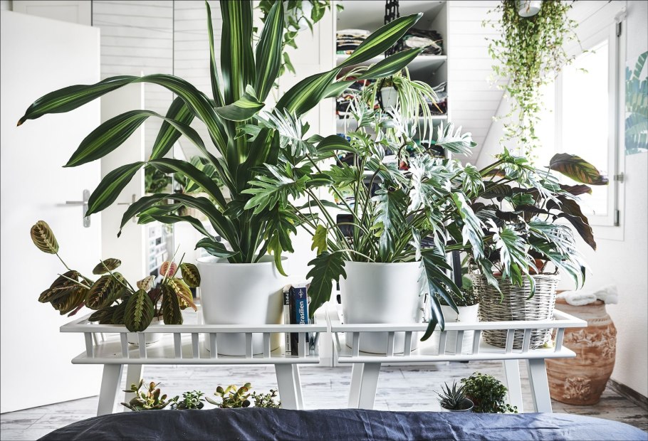 Монстера Карстениана