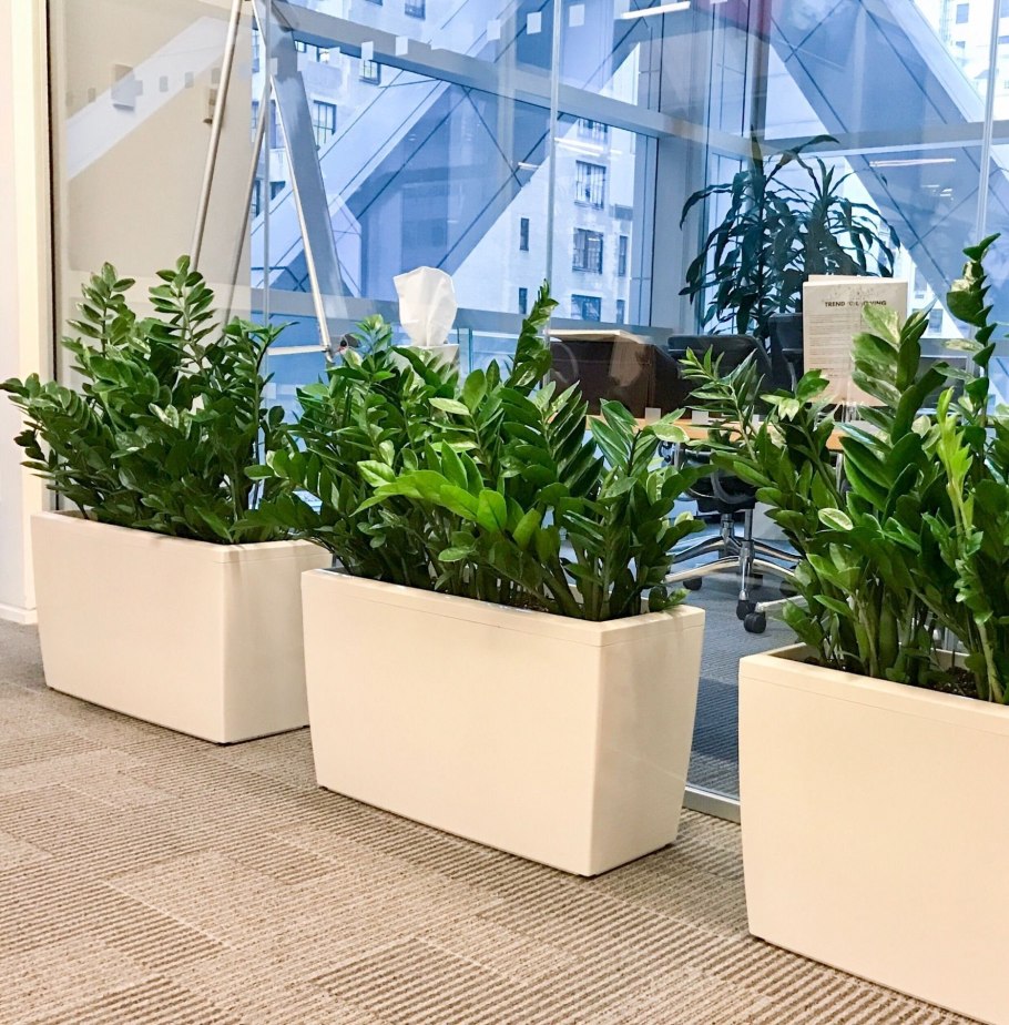 Филодендрон кордатум