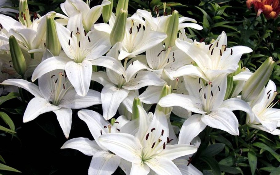 Лилия Глоуб