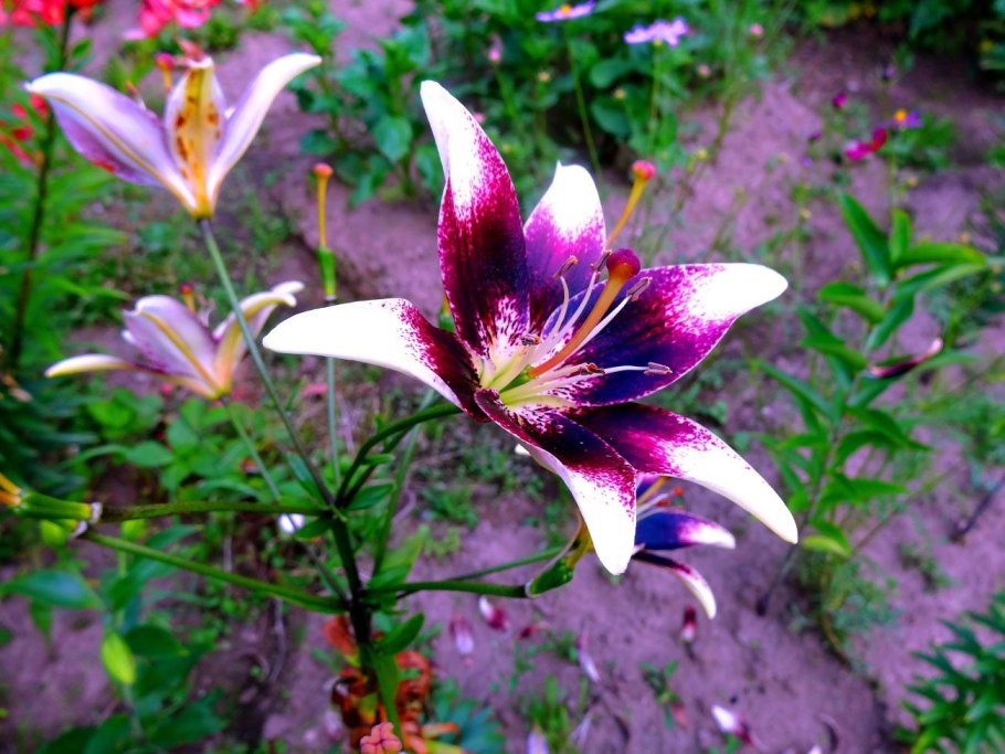 Лилия азиатская Пурпл Харт