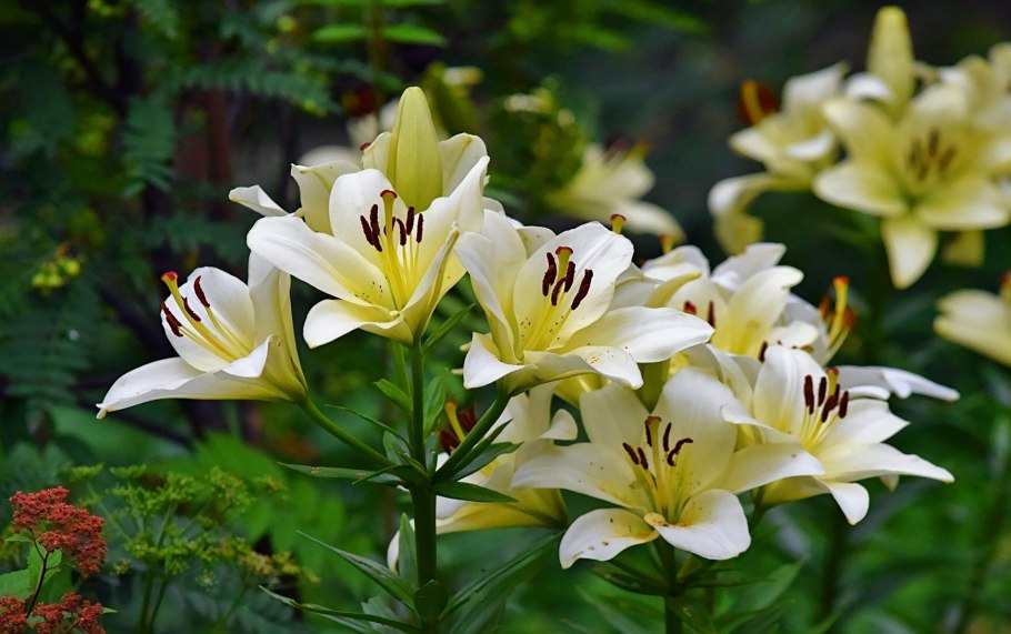 Лилия Аполло