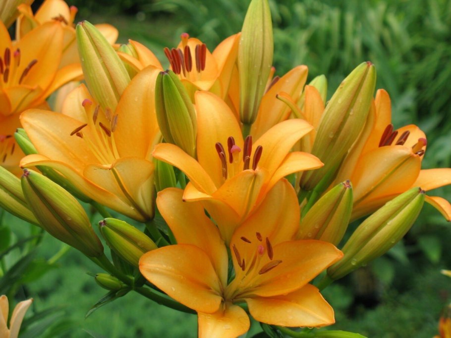 Лилия ла Рошель