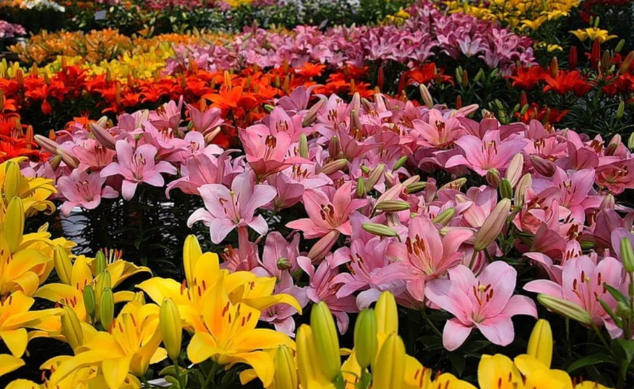 Лилия Цезарь Палас