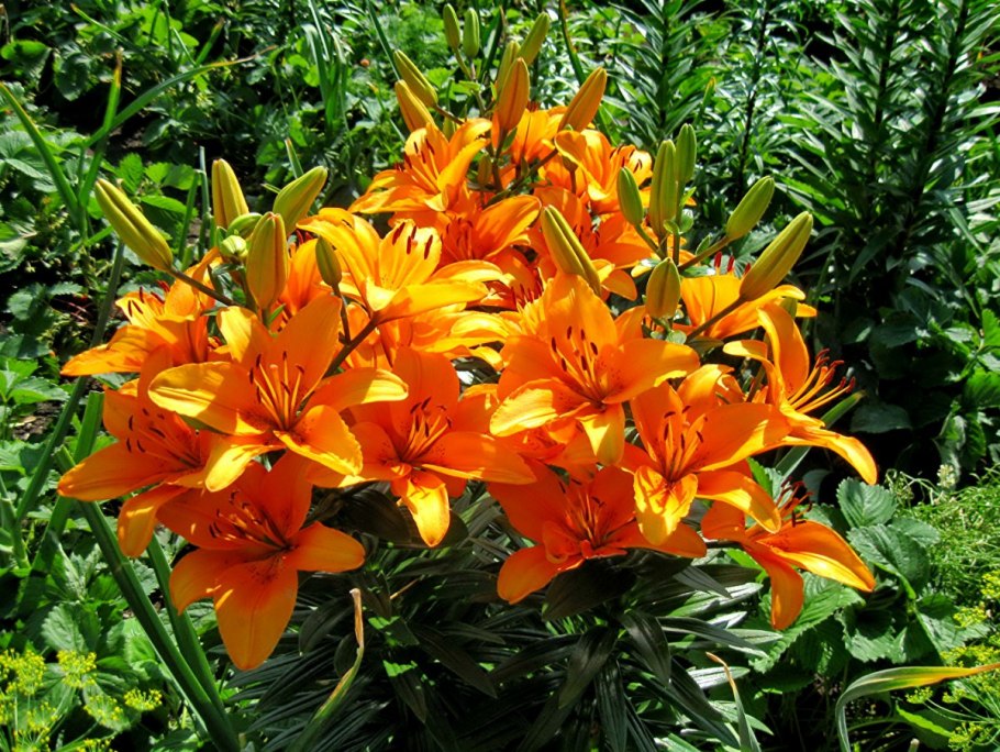 Лилия Восточная Марлон