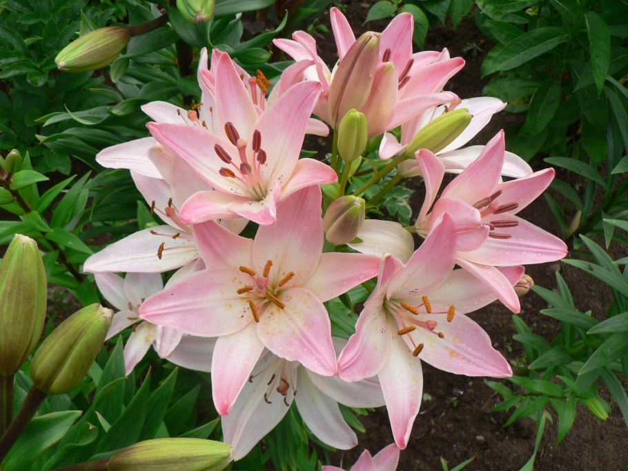 Шаровидная Лилия Марлен