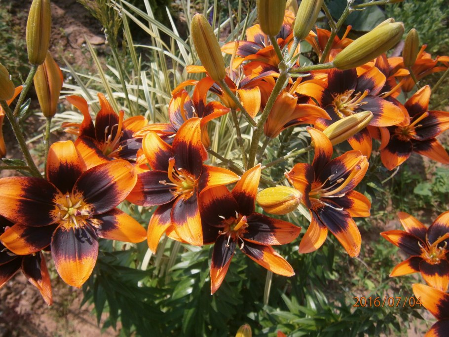 Лилия Менорка (ла-гибрид)