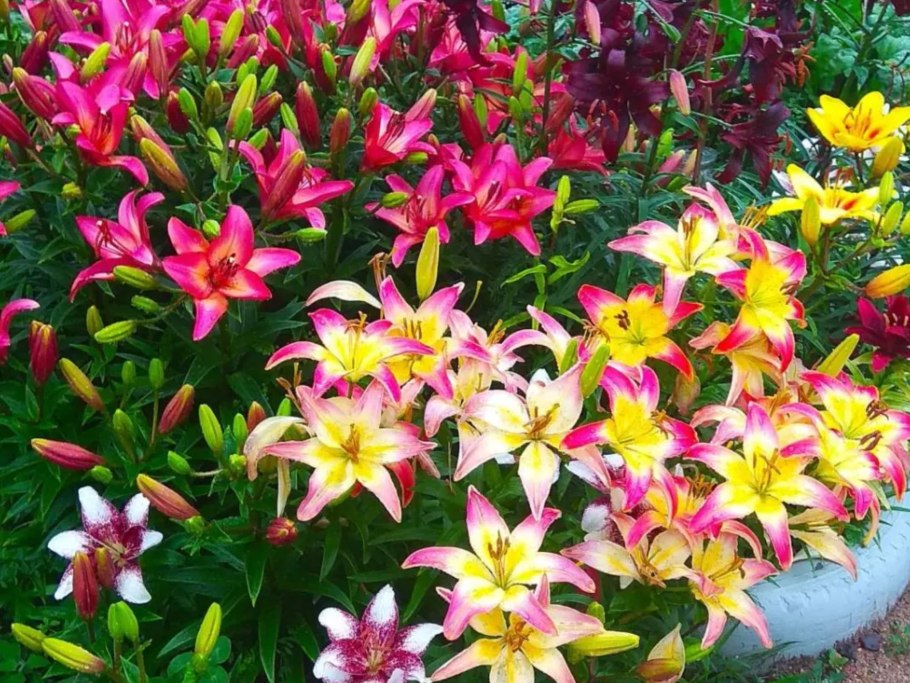 Лилия марлен азиатский гибрид