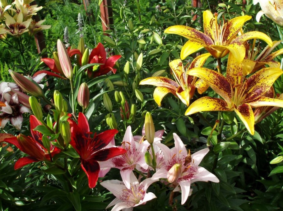Лилия азиатские гибриды зимуют