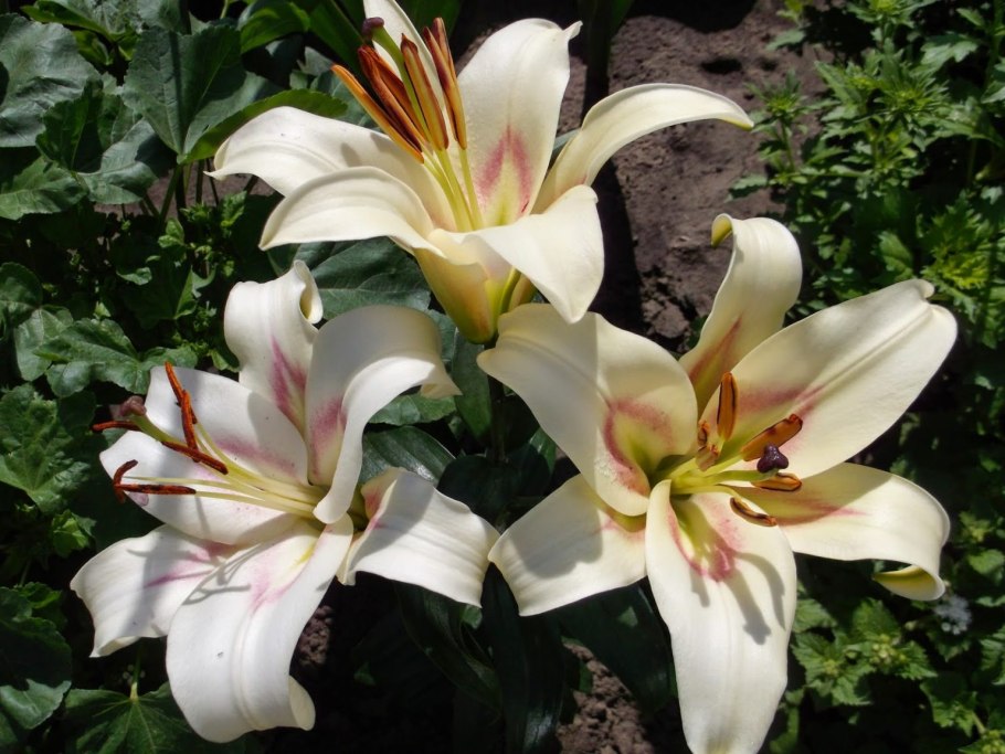 Лилия Бонбини от-гибриды