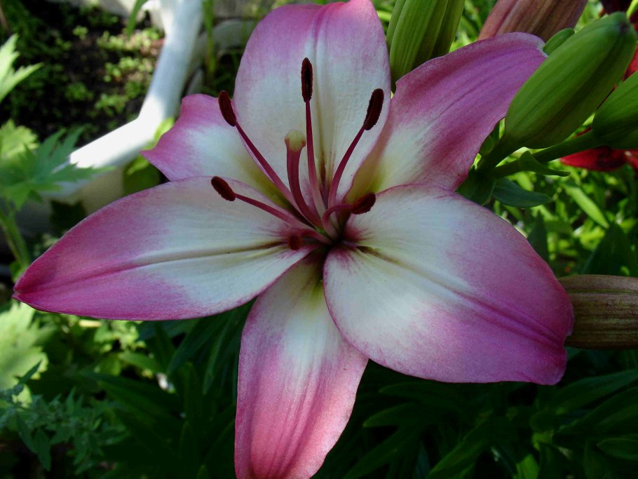 Лилия Менорка