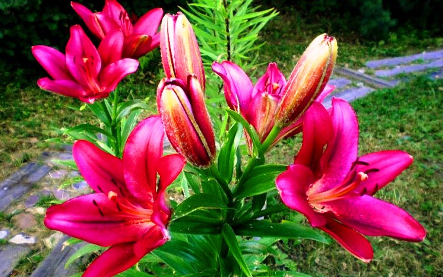 Лилия азиатская Каскавель