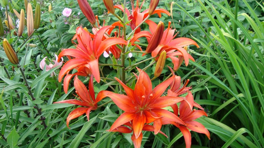 Лилия многолетник