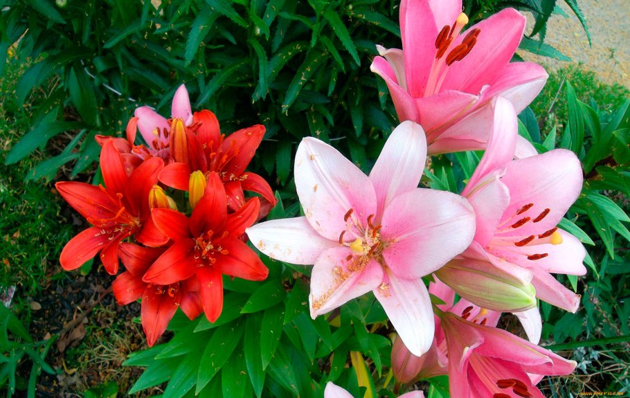 Лилия леди Элайн