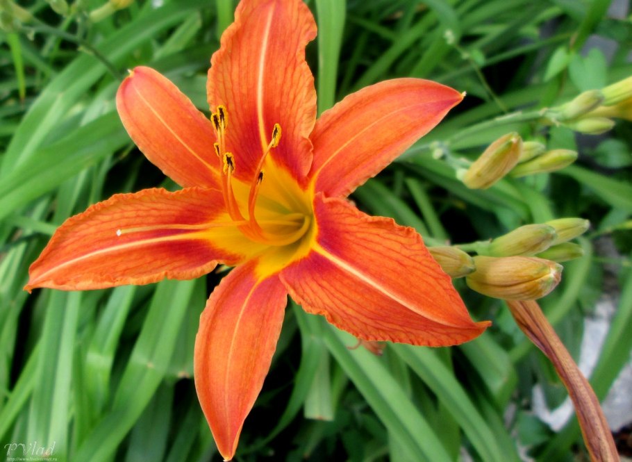 Лилия цветок сорт Андромеда