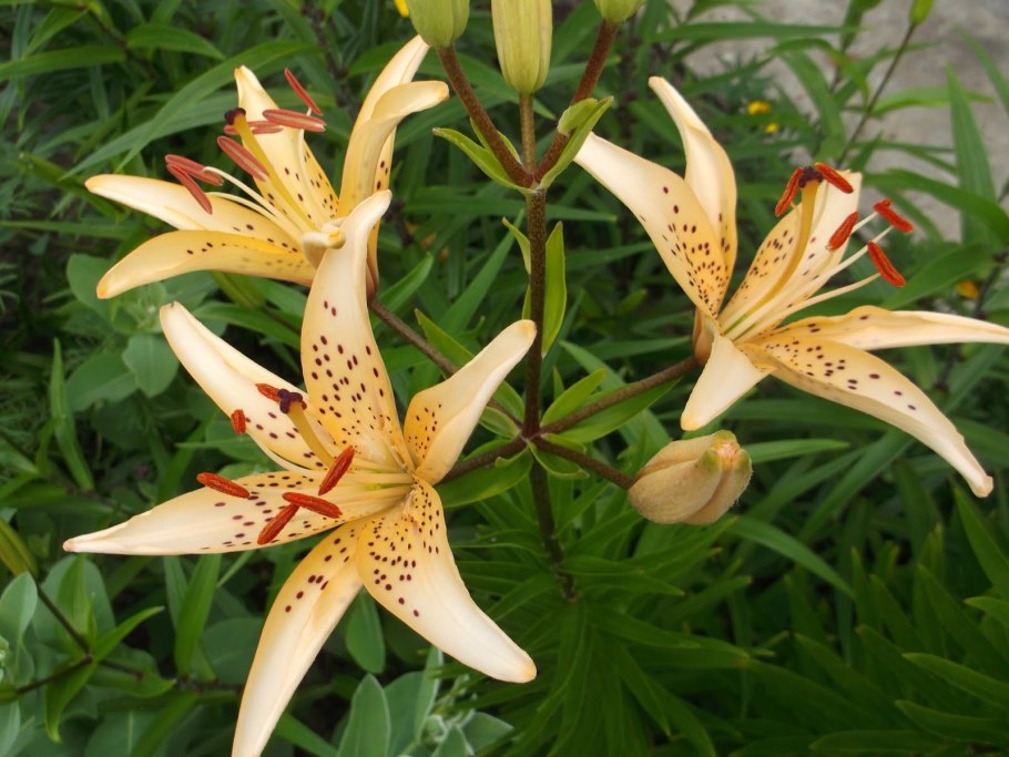 Лилия азиатская Каволи