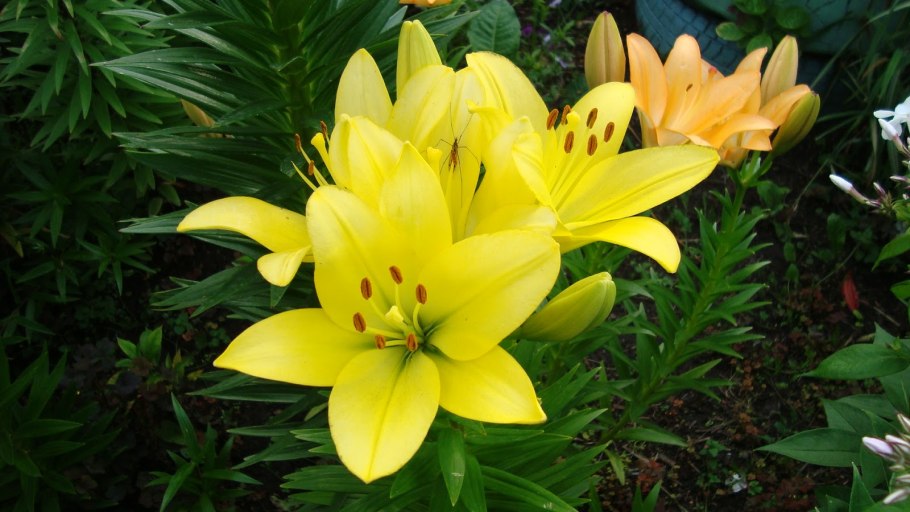 Лилия желтая Королевская пирамидальная