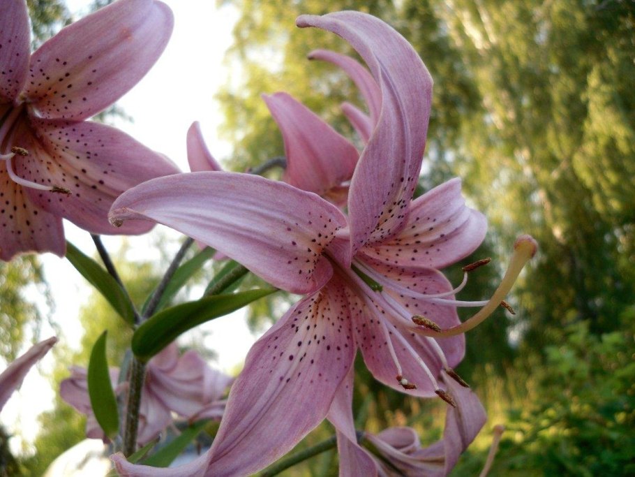 Лилия Пайтон