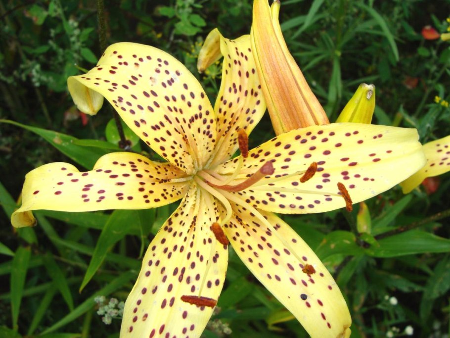 Лилия сорт Пикассо