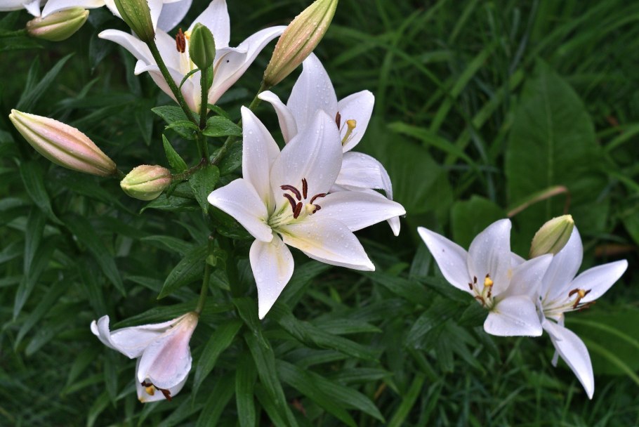 Лилия азиатская Лоллипоп