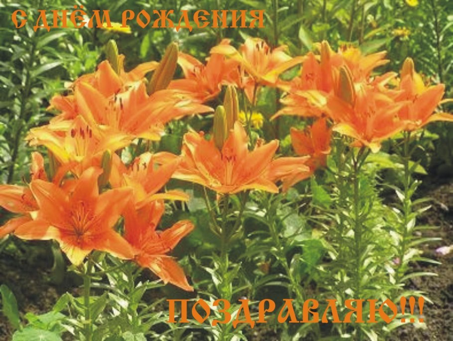 Лилия тигровая цветник