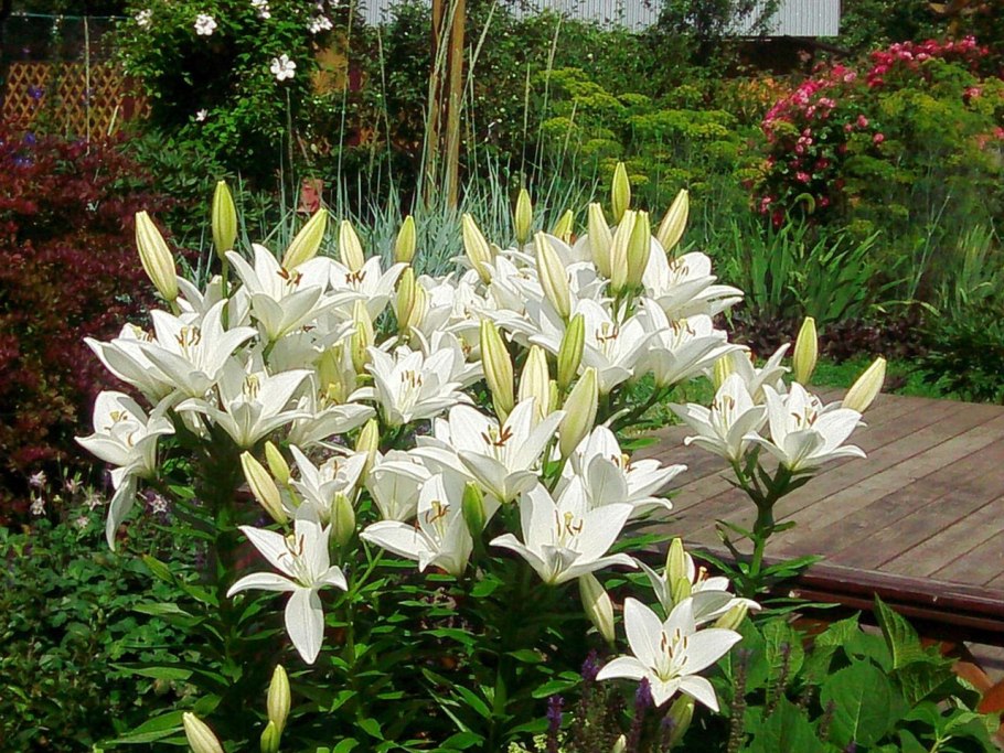 Лилия кустовая белая